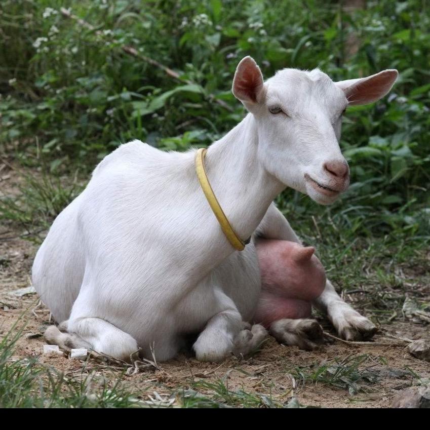 萨能奶山羊至祥宠物用品