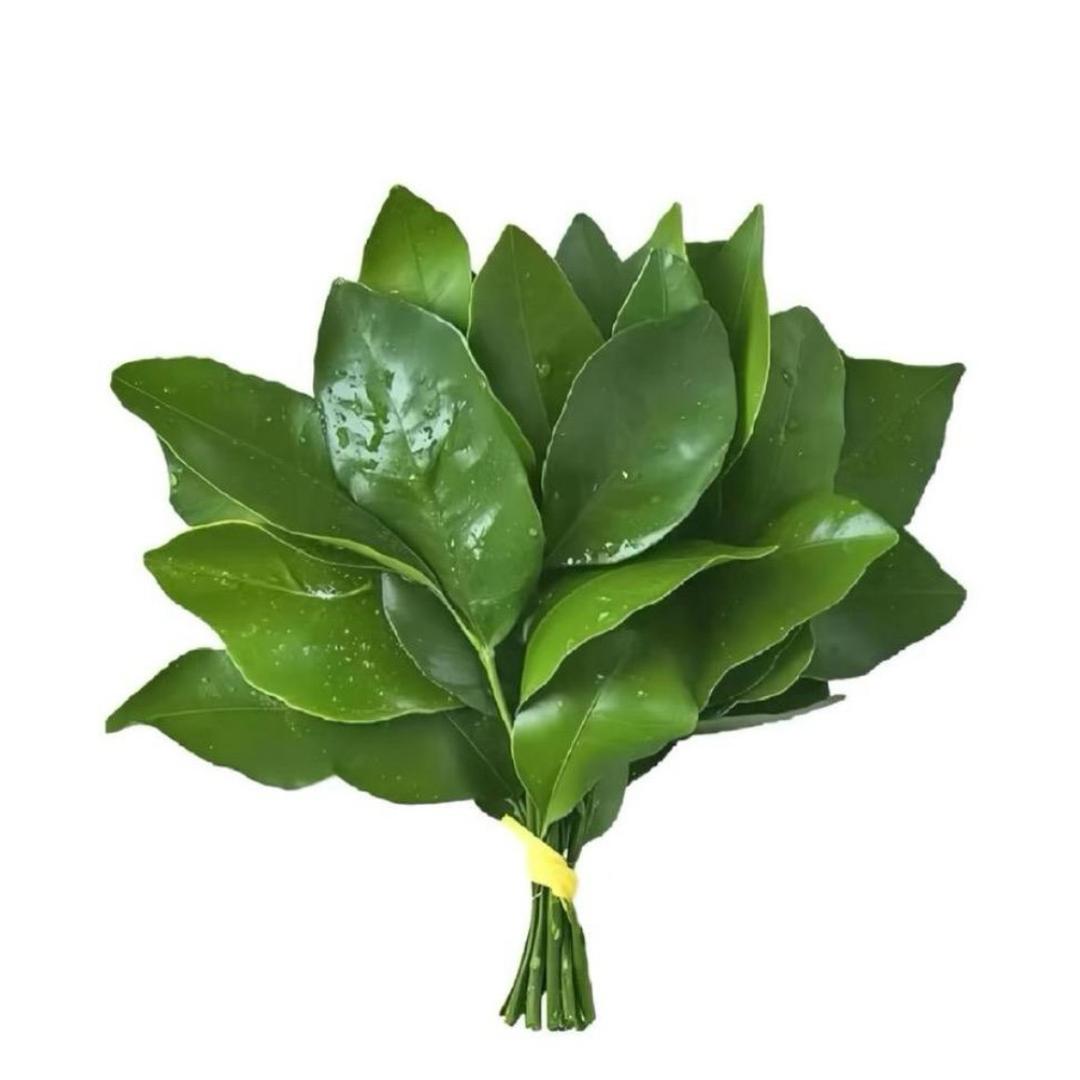 呆魚