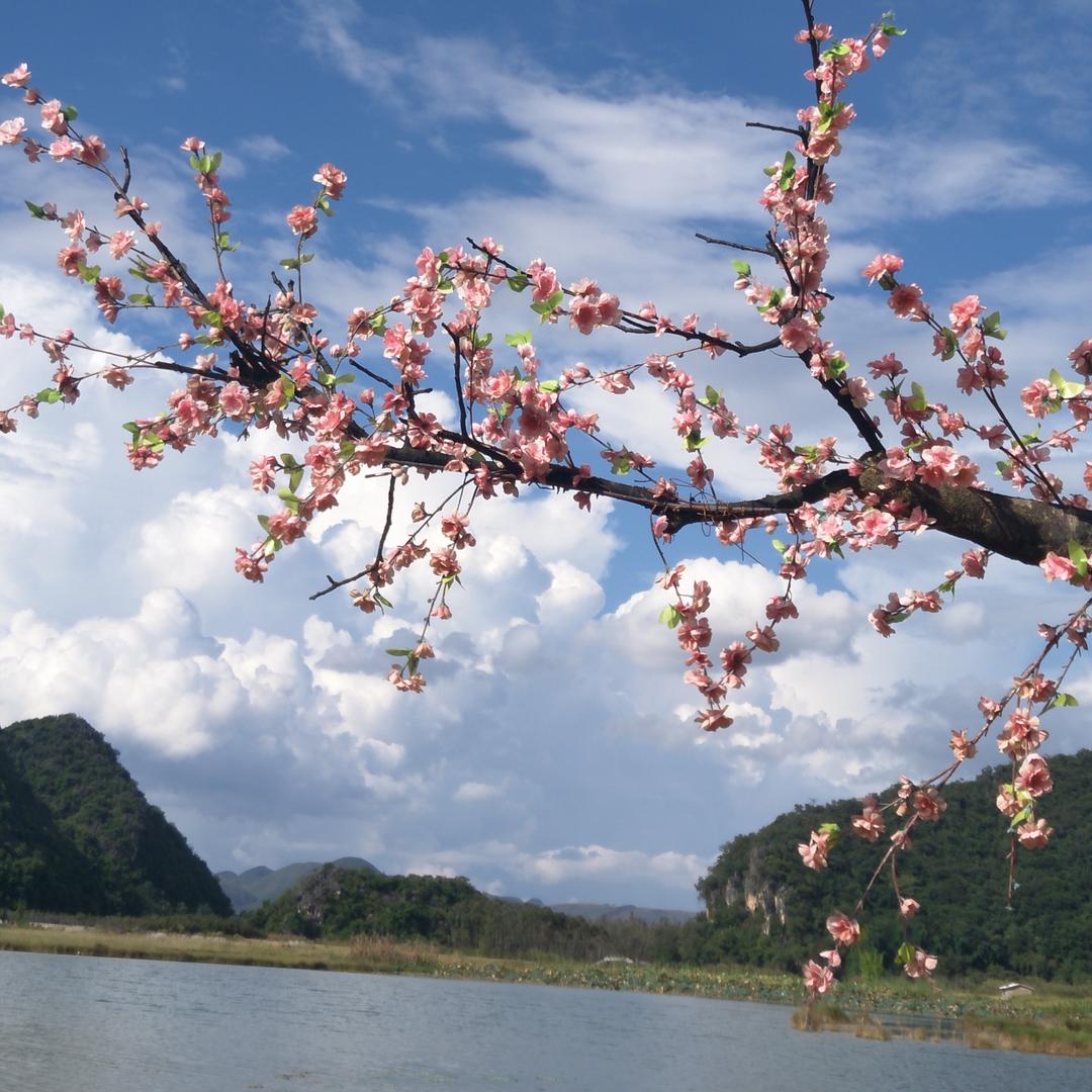 🌸🌸🌸🍀🌿🌻Y月