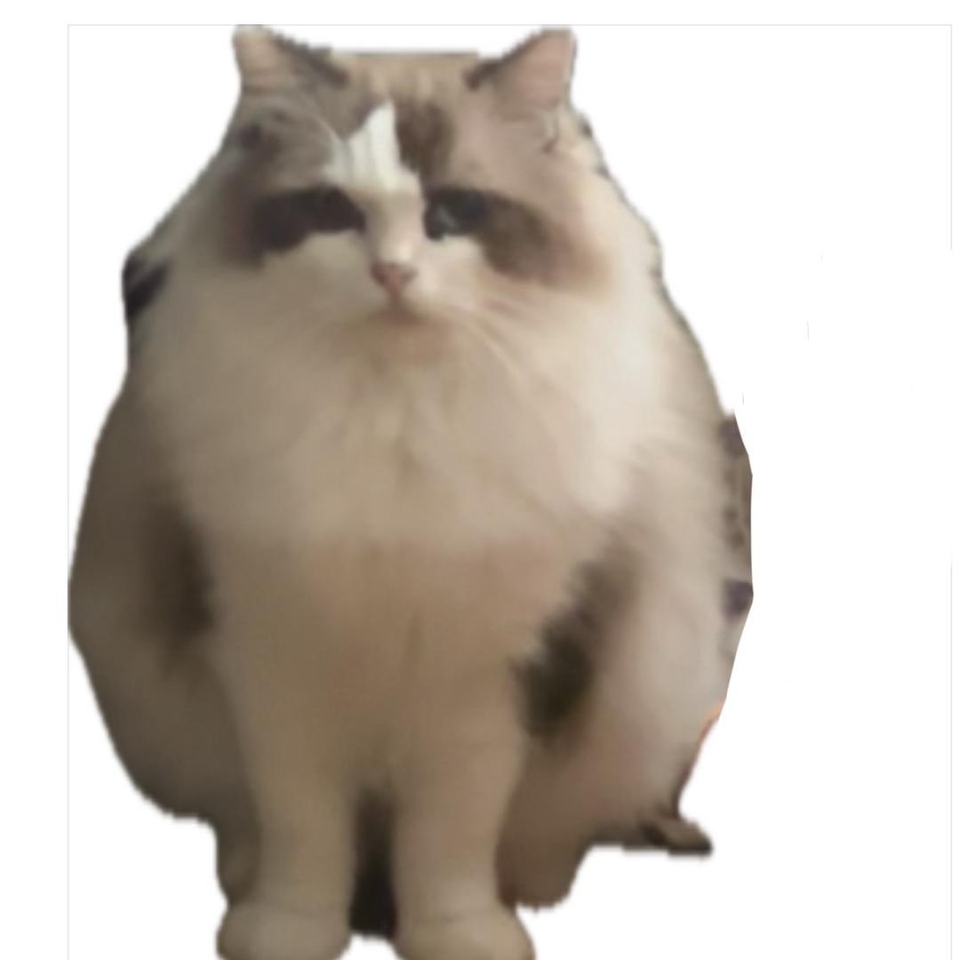 飞车小猫