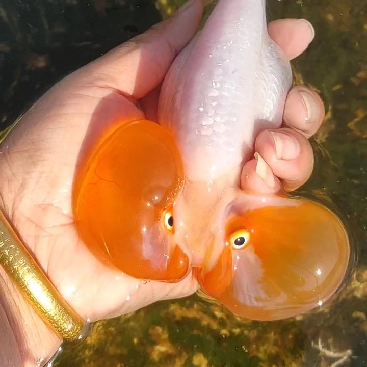 鱼婆观赏鱼