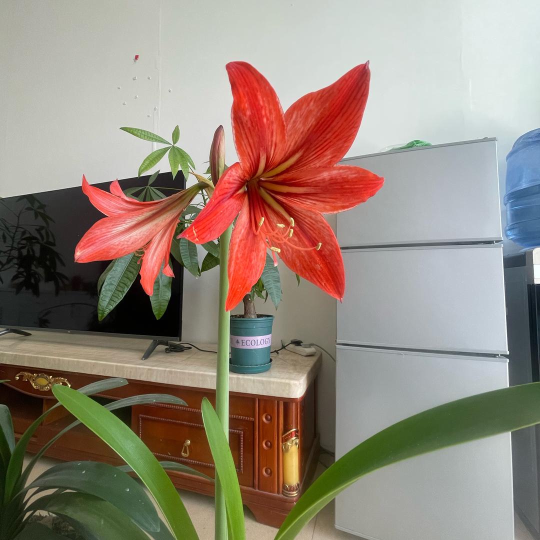 旭。。。