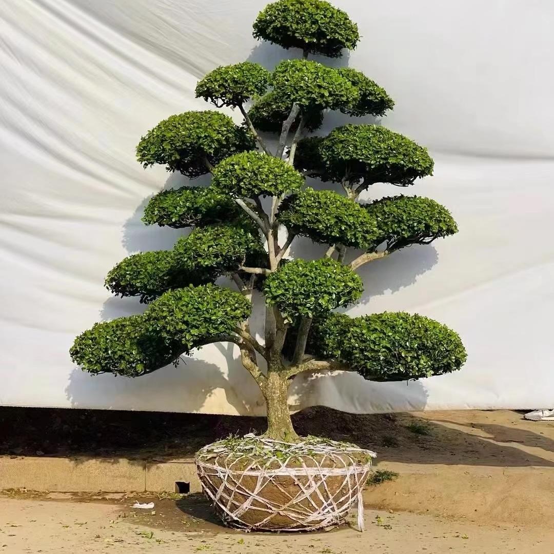 满分黄杨造型