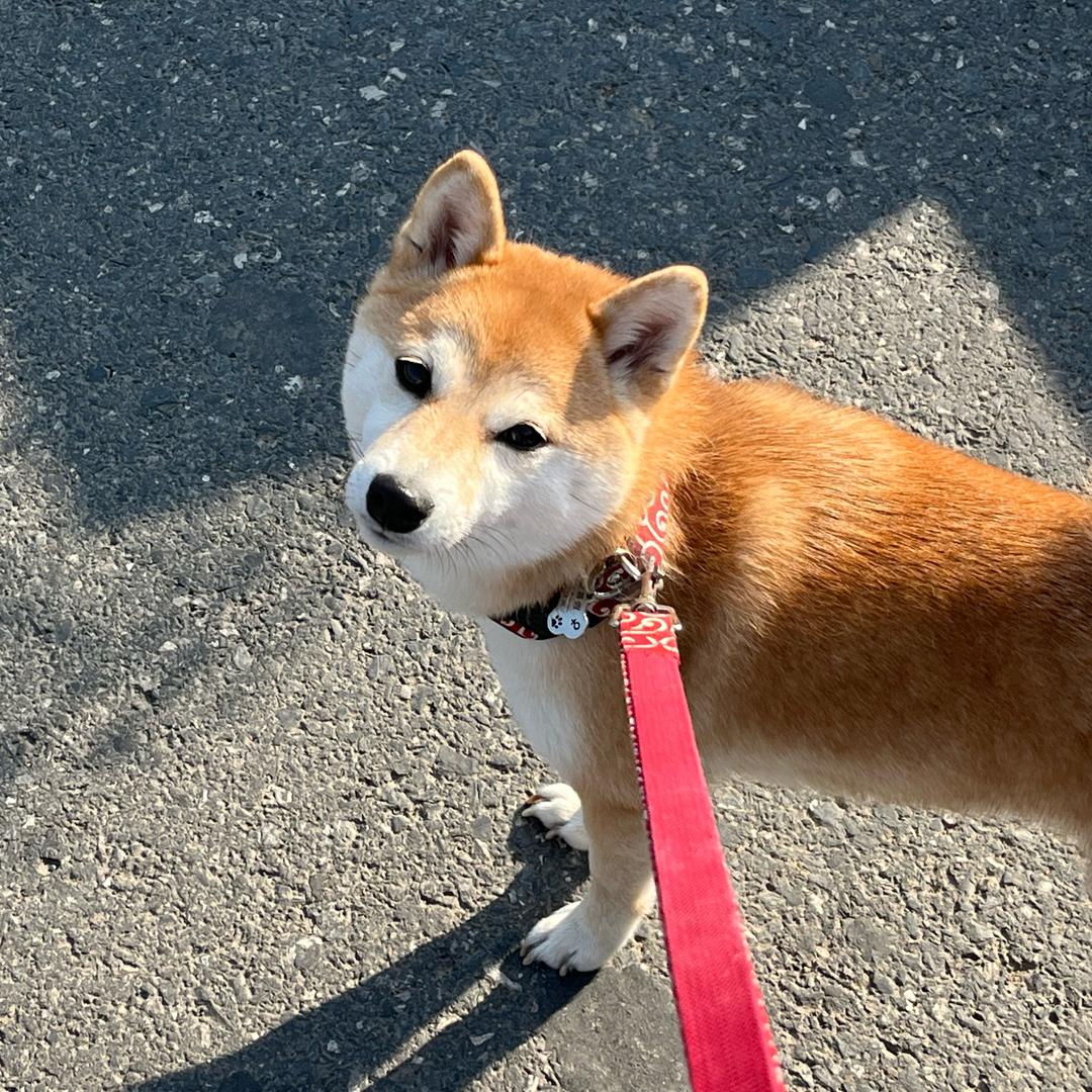 ʚ🧸ɞ