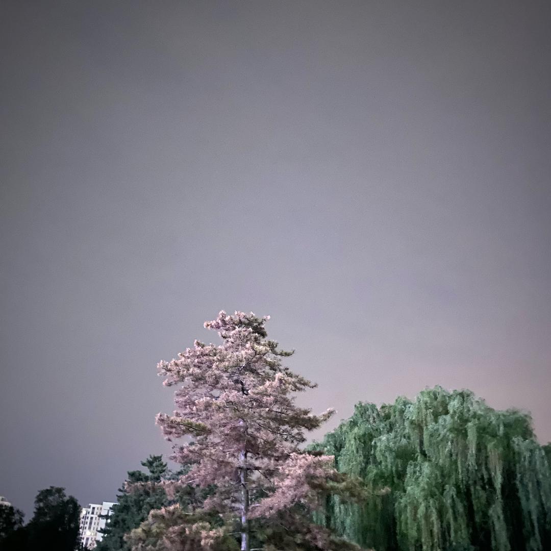 蜜豆¹