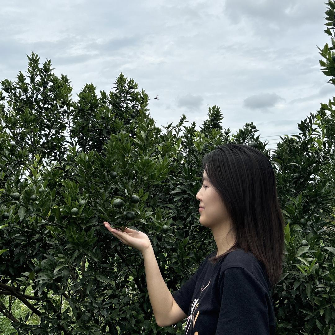 芳芳柑园新会陈皮