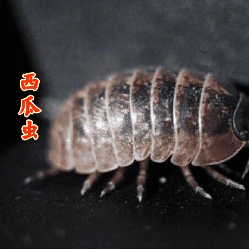 腾飞副业创收商行