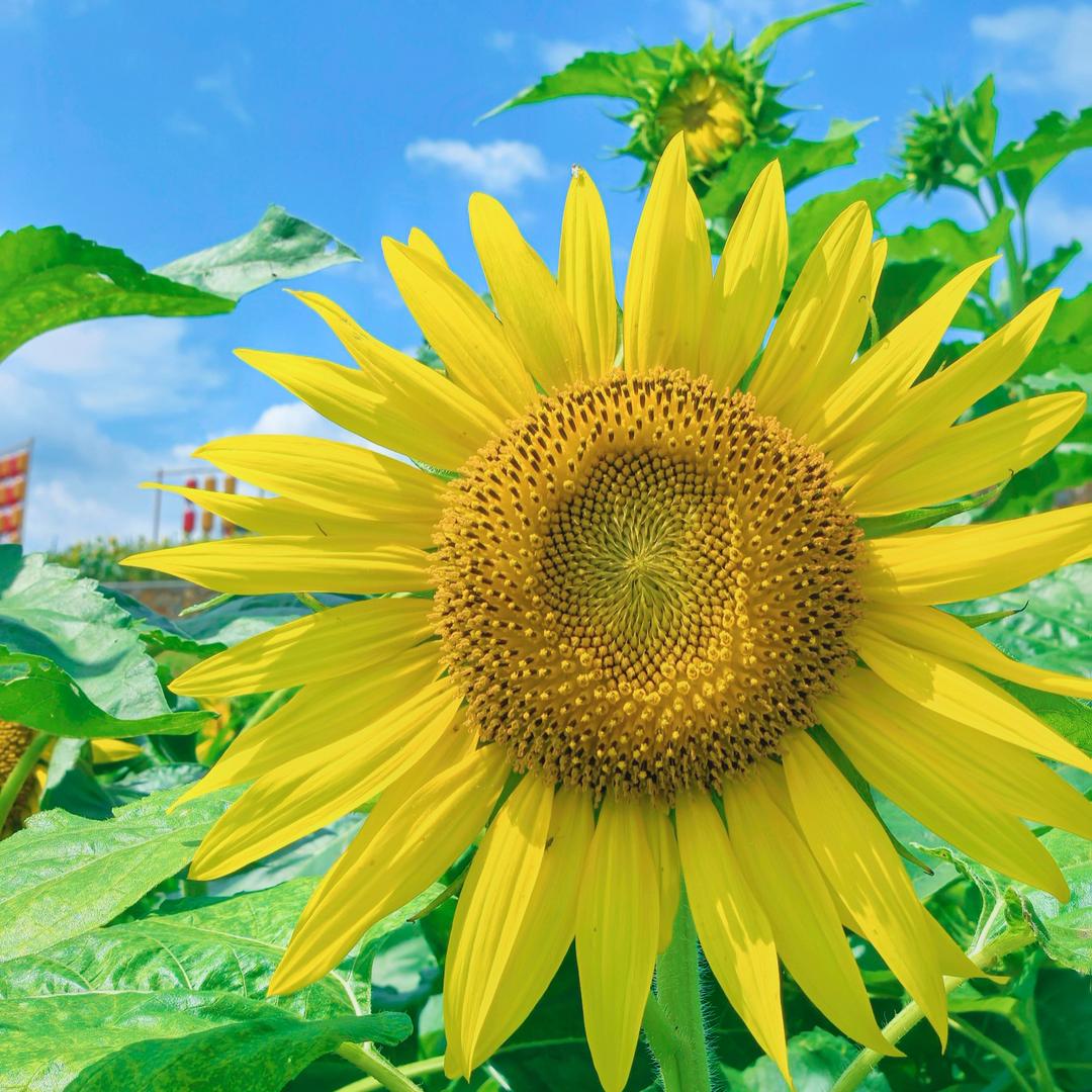 ℒ༊柒柒🌻దృ༊