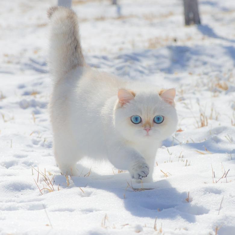 HARORO爱喝焦糖雪顶