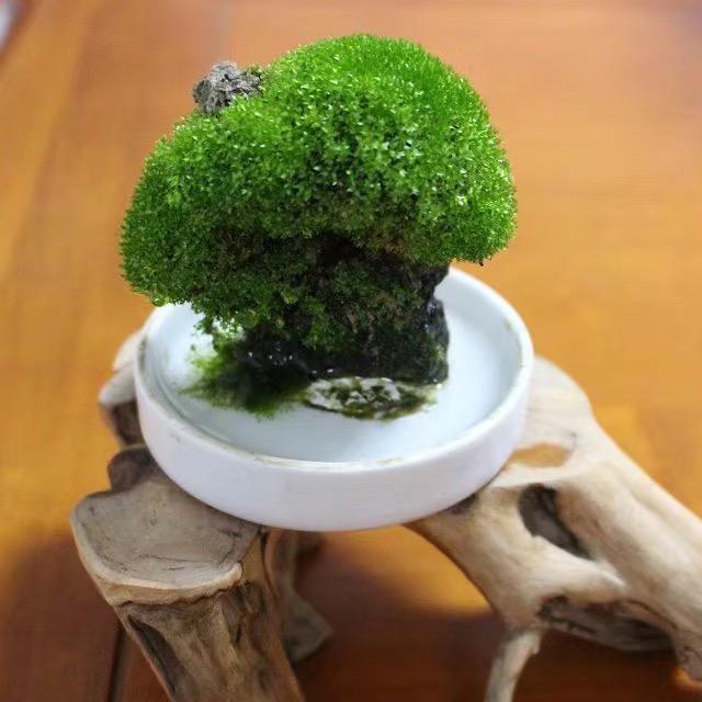 悠然见南山1