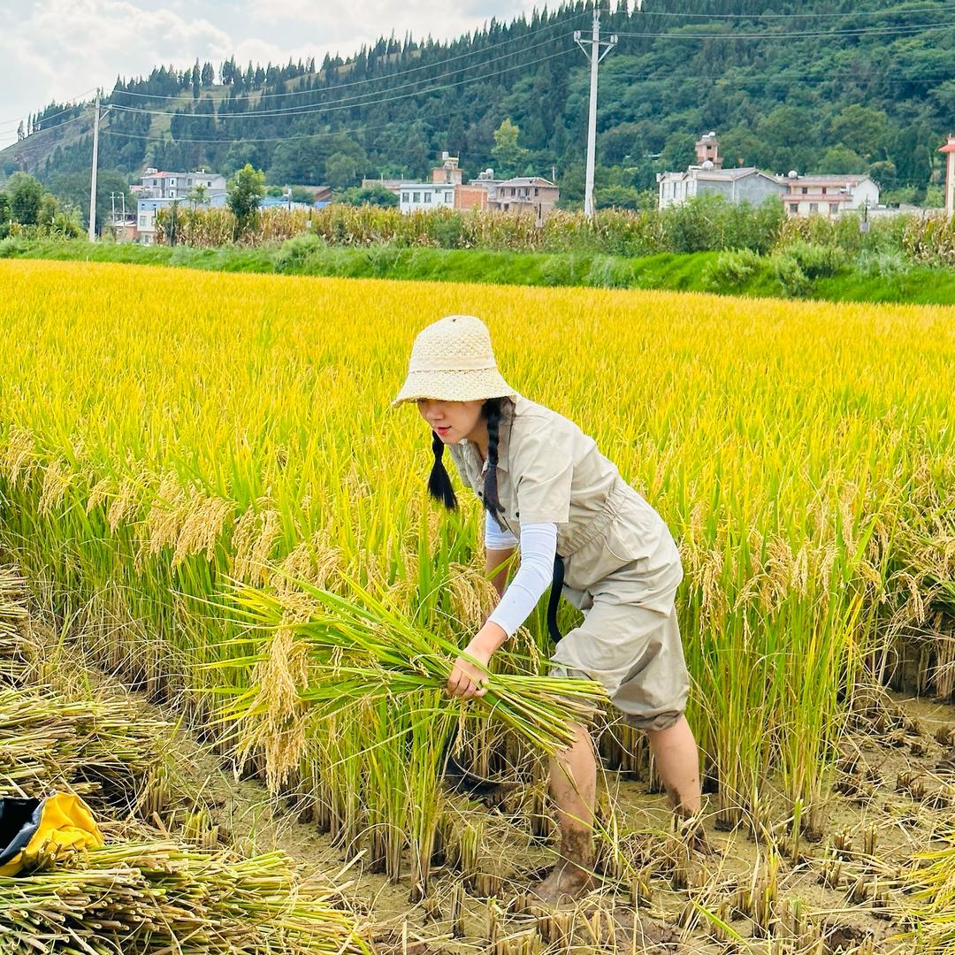 若梅