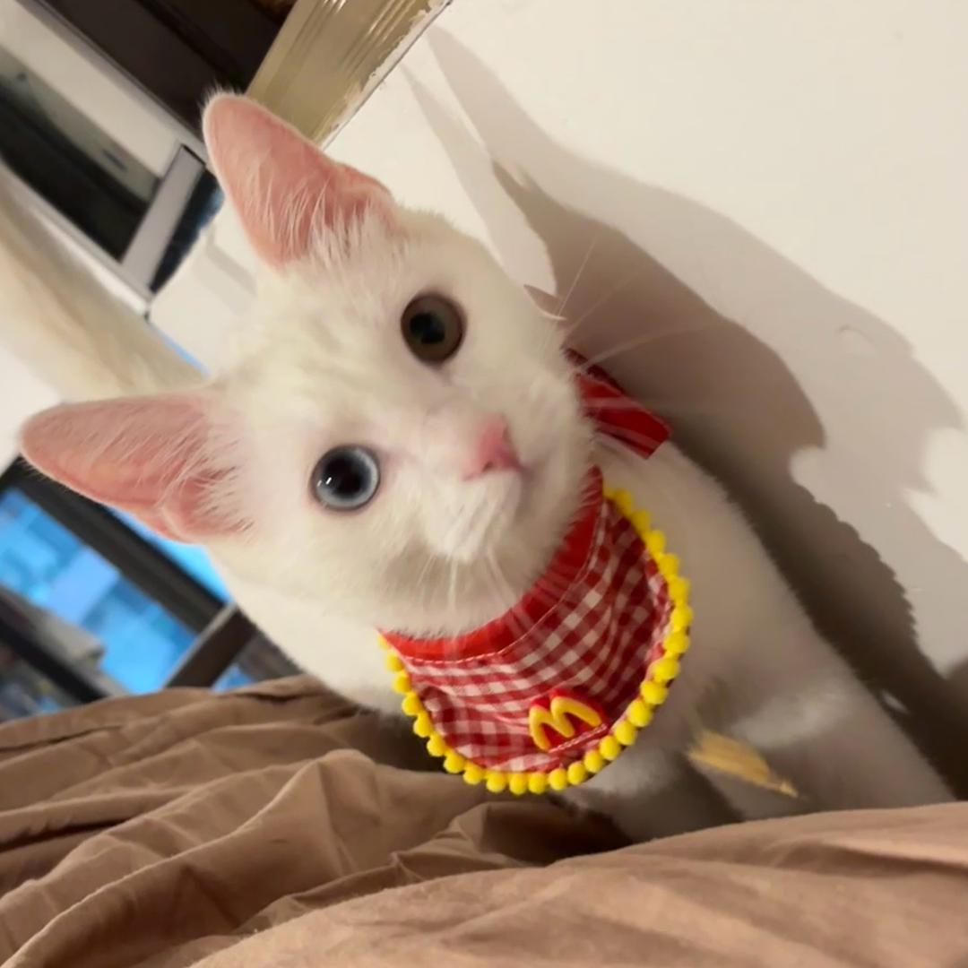 小猫Strong！💪🏻