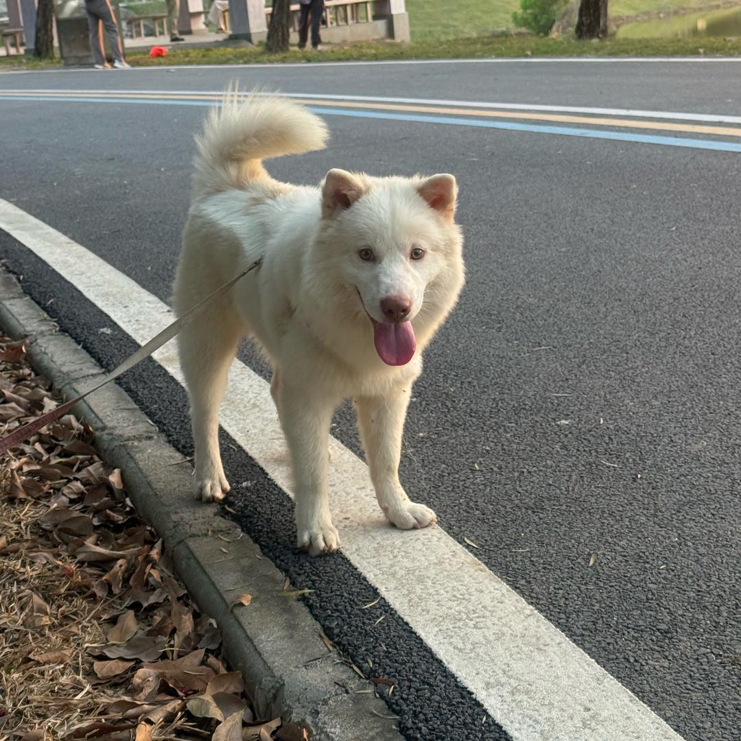 小土松唐犬1号