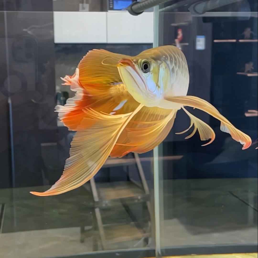 戴军（久鼎鱼缸）