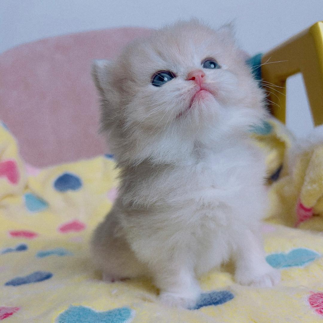 小鹿