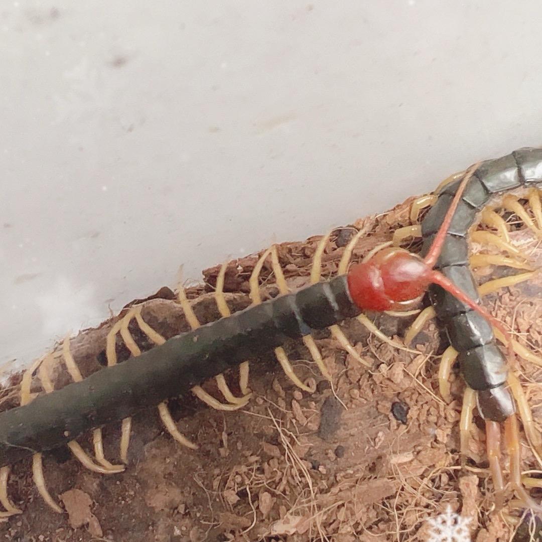 富亿民红头蜈蚣-龚