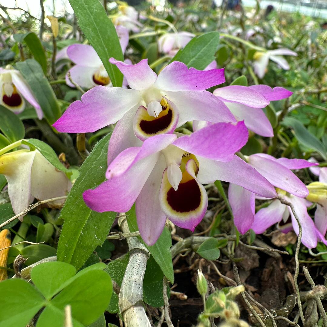沉香.石斛.兰花赏玩