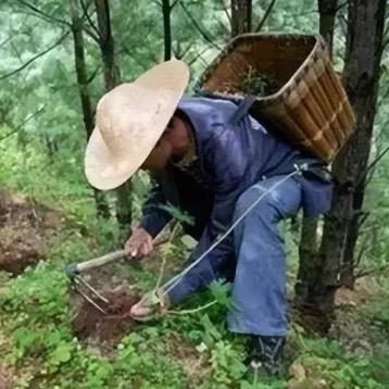 林叔