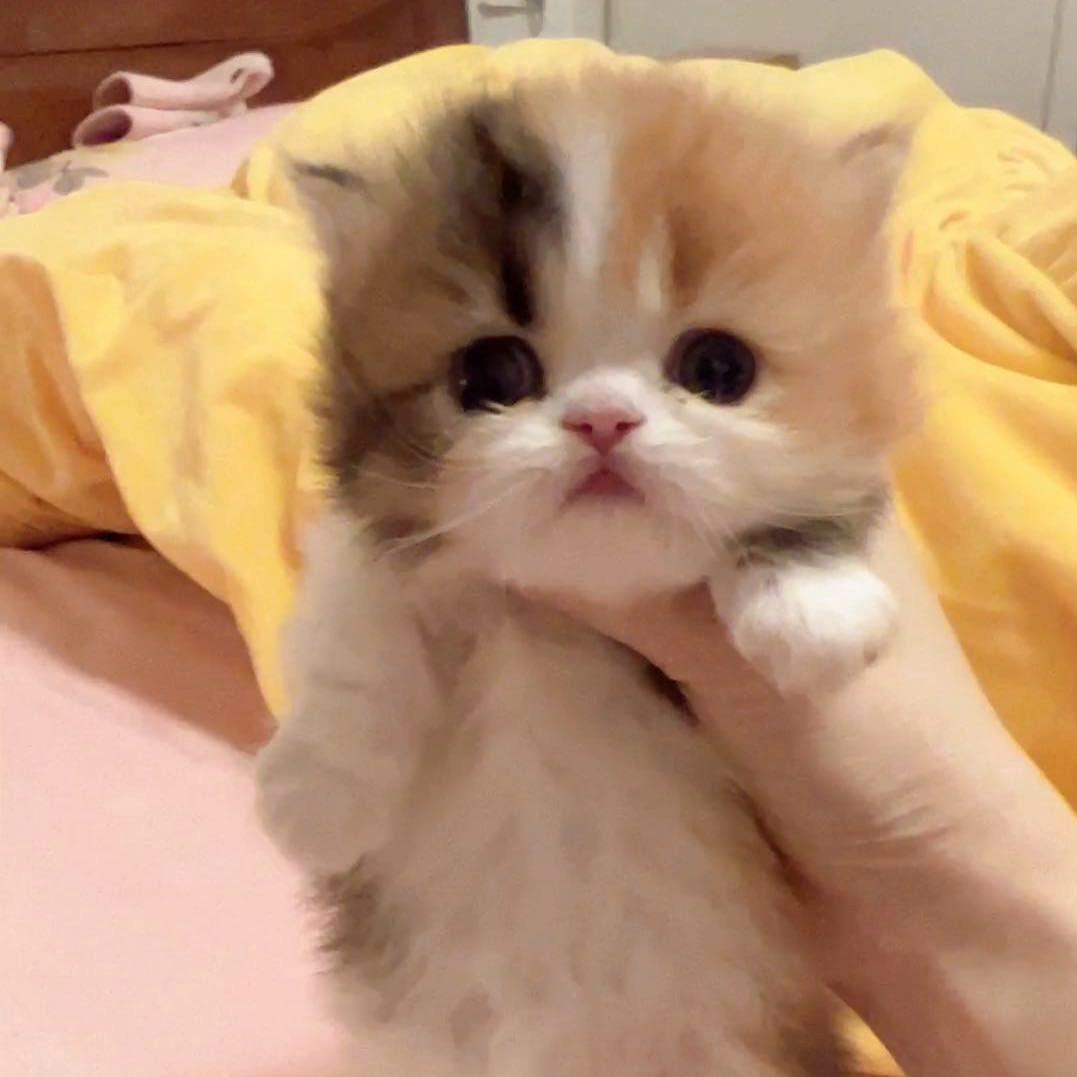 梦幻猫👄(金三花繁育户）