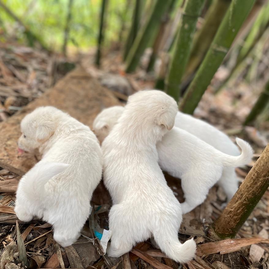 迷糊迷糊小呆呆