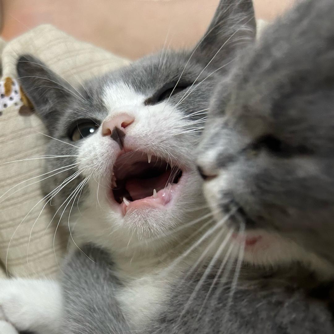 小猫🐱成长日记