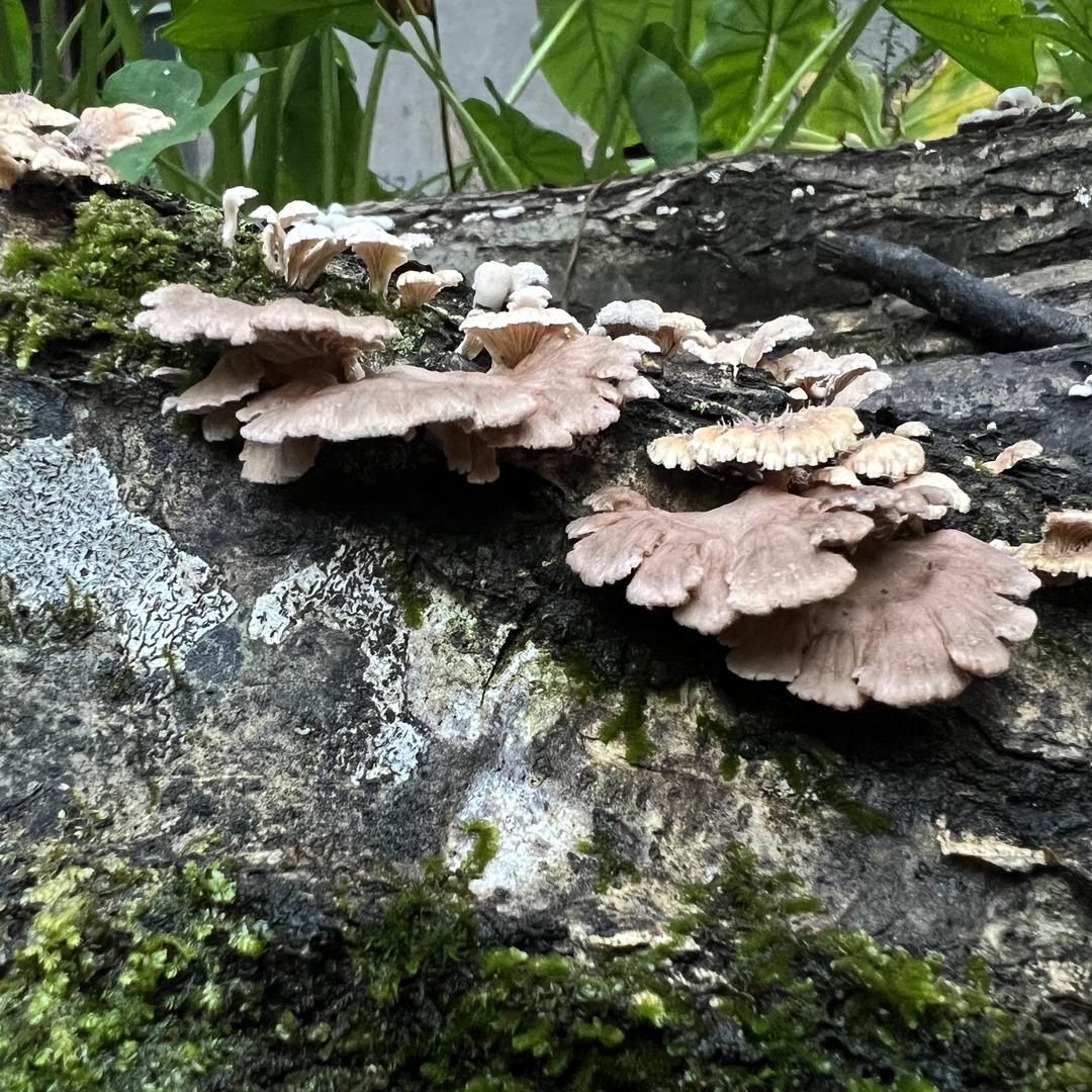 源鲜生·农特生鲜源头直供
