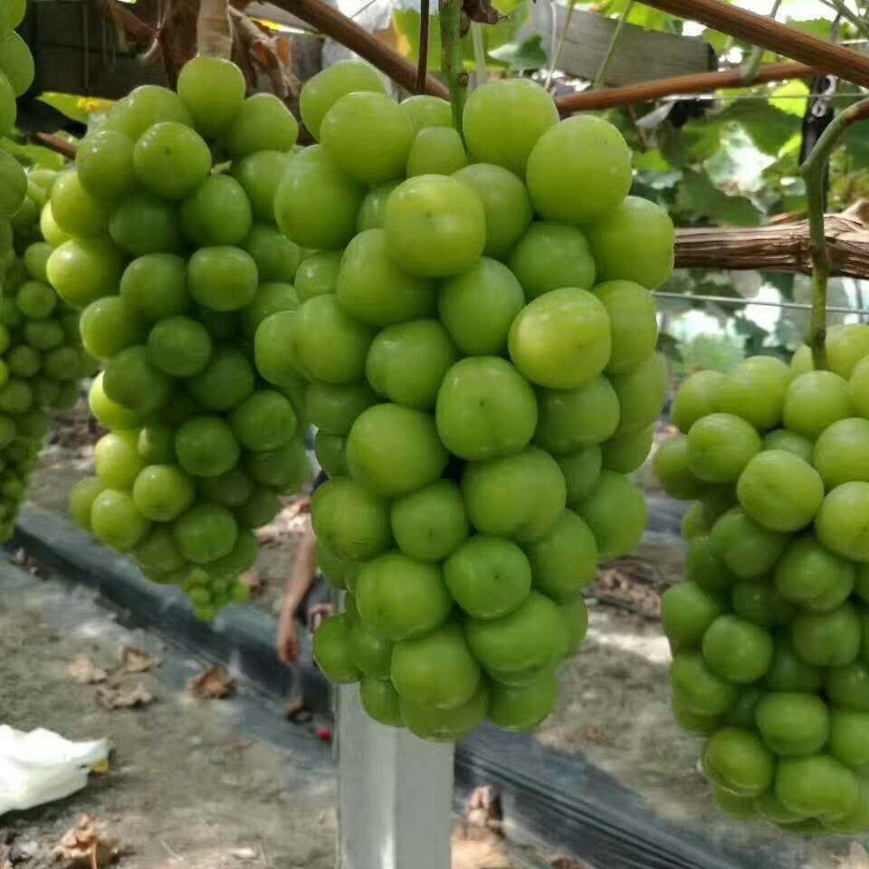 山东康普进出口有限公司