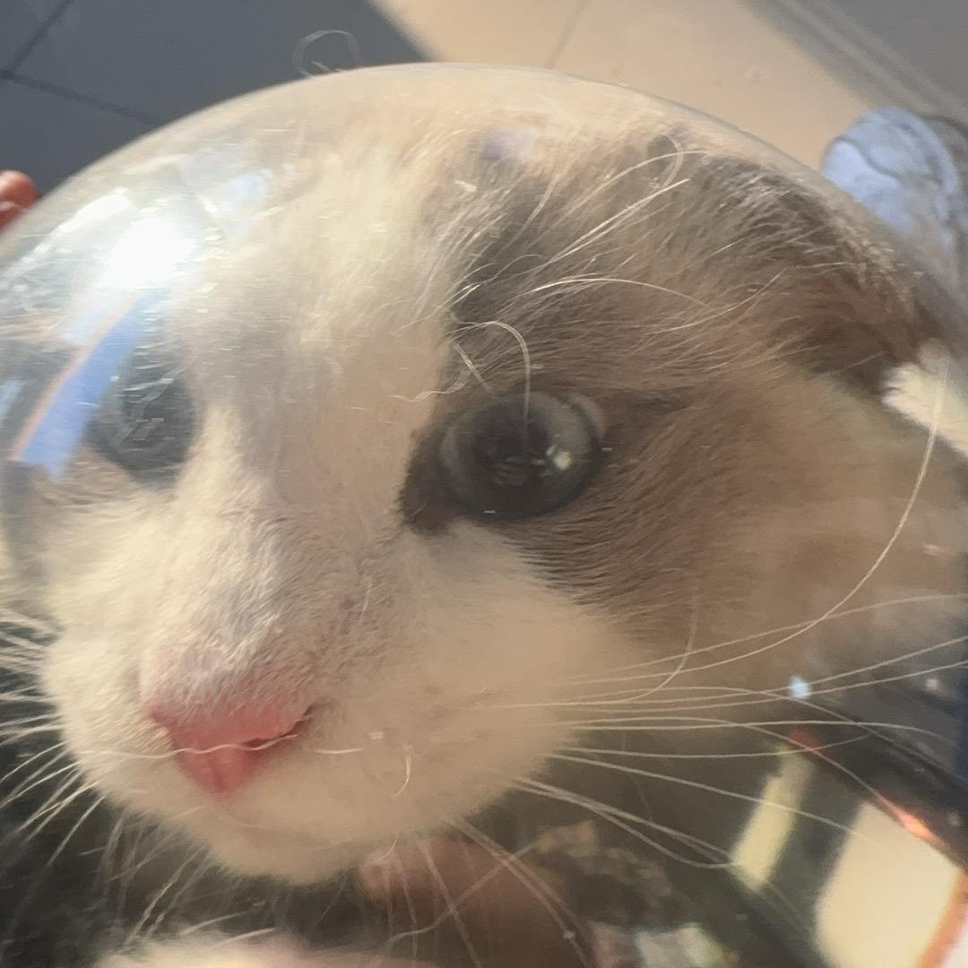狂拽酷霸