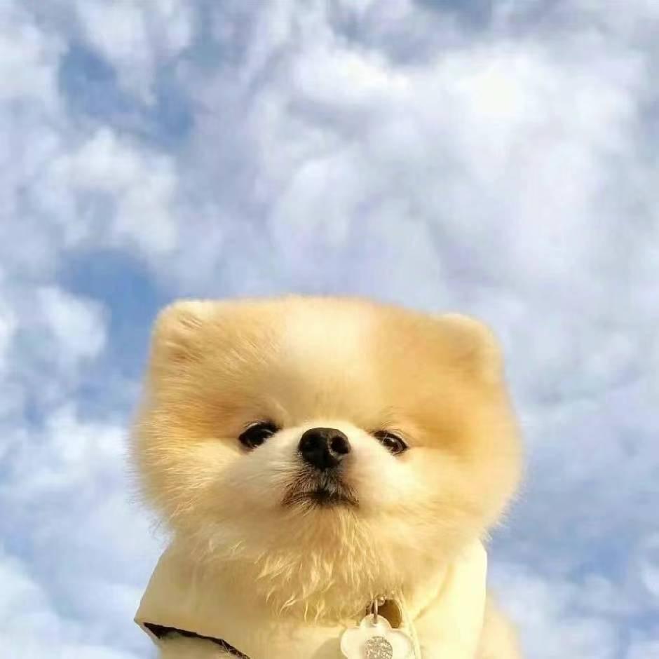 小依帮你淘宠物！