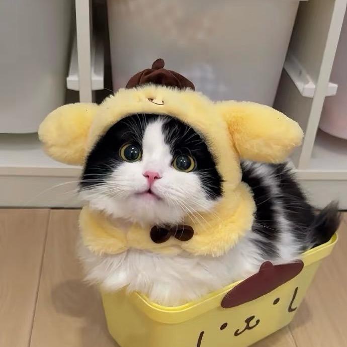 小猫爱学习