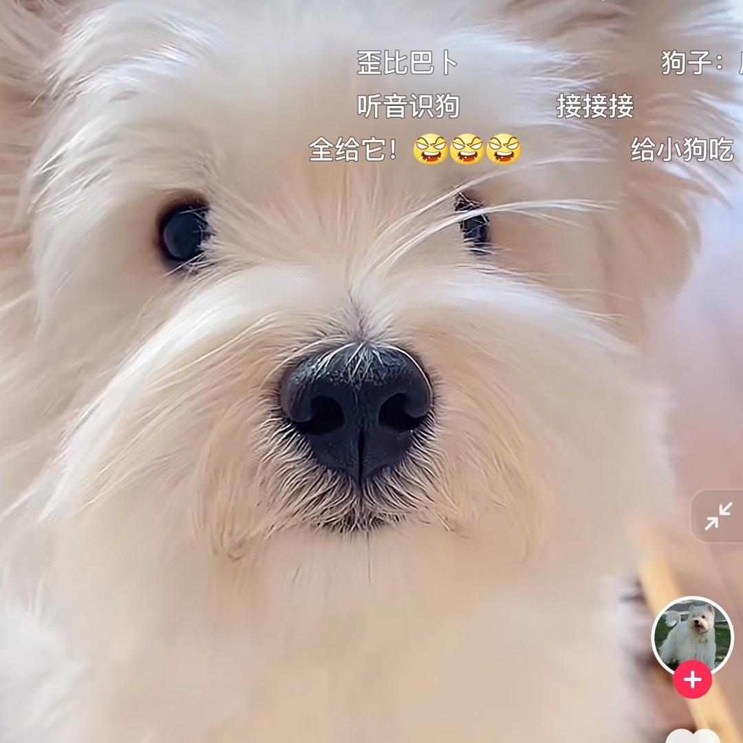 雪糕一块五一支