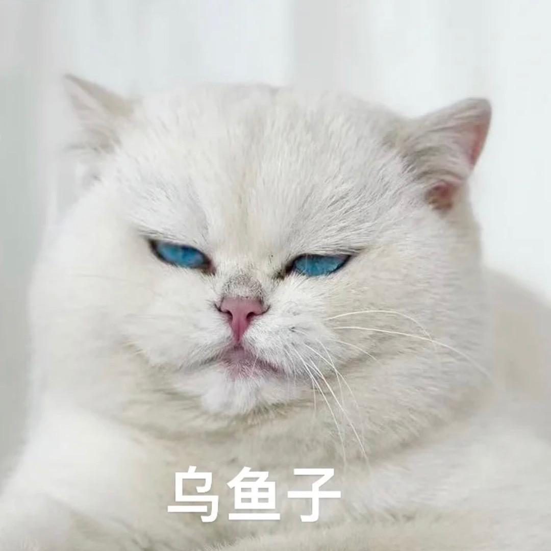 moon呀