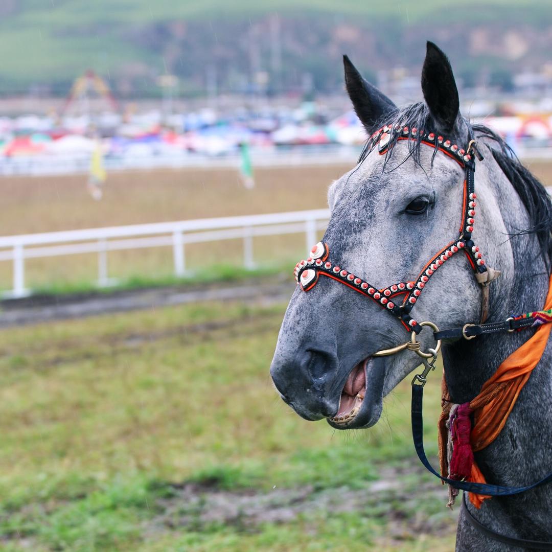 📸摄影师—牧人