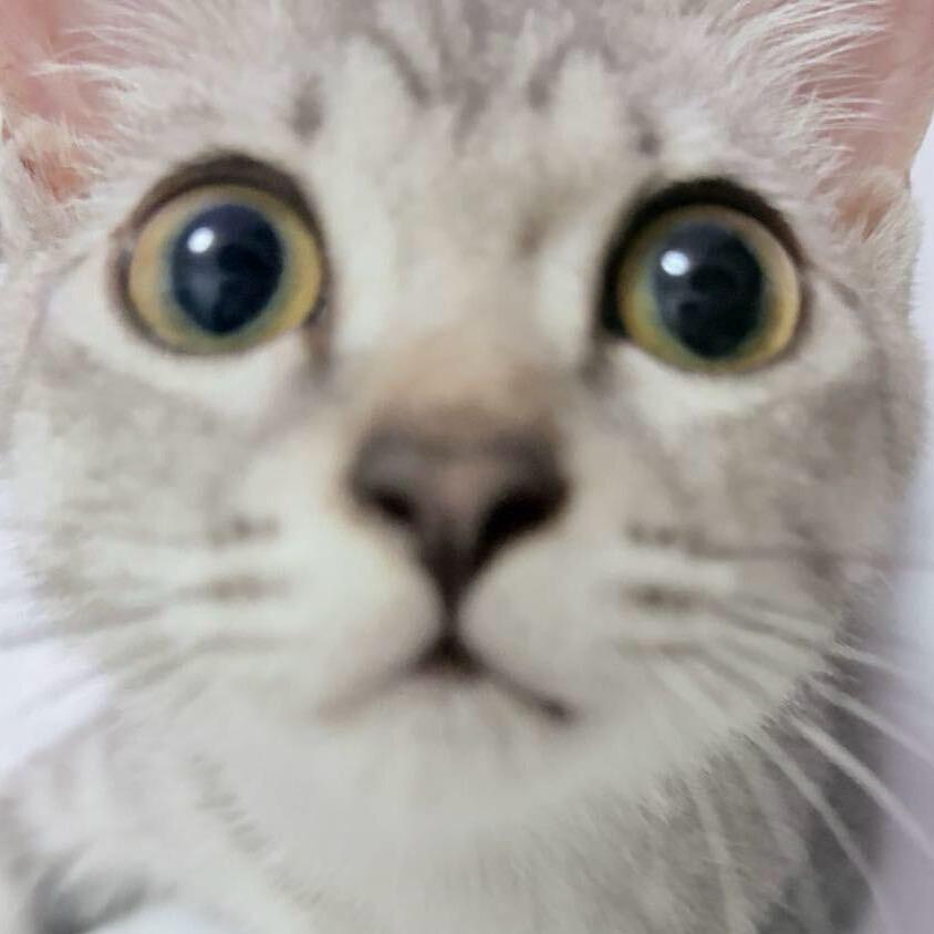圆脸小猫