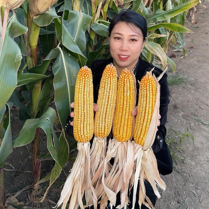 三农杨大美