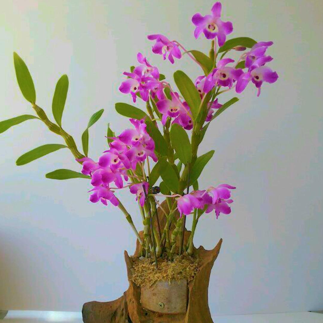 汀艺兰花