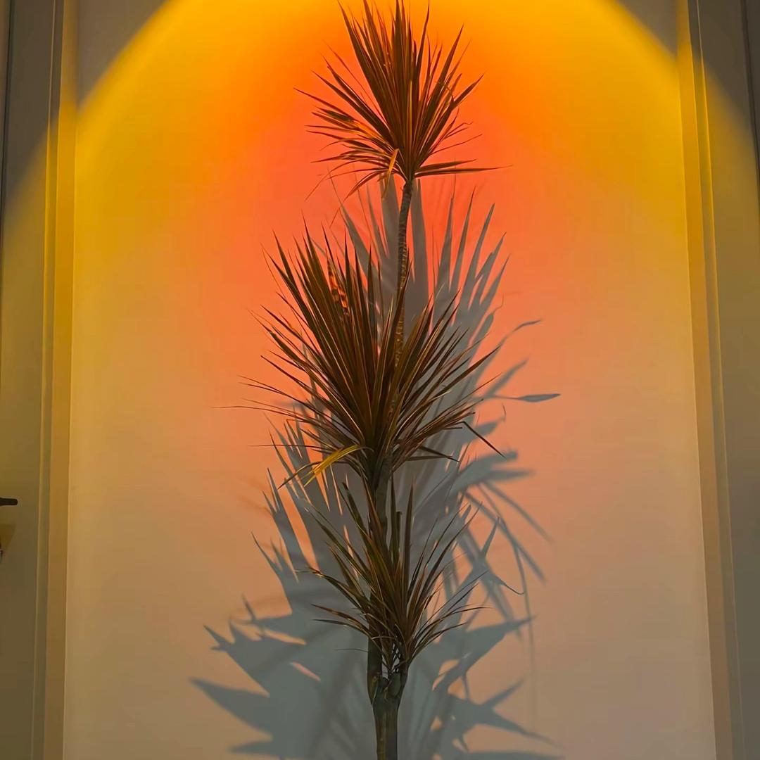 禾浅绿植园艺