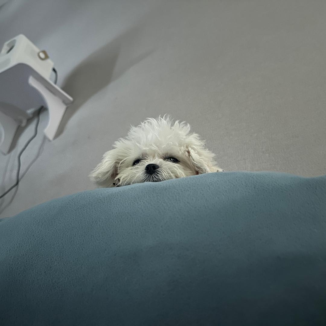 晚安小🐶泡fufu