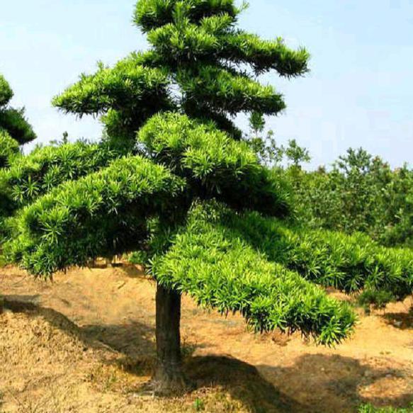仁寿县天府伊果种植专业合作社.