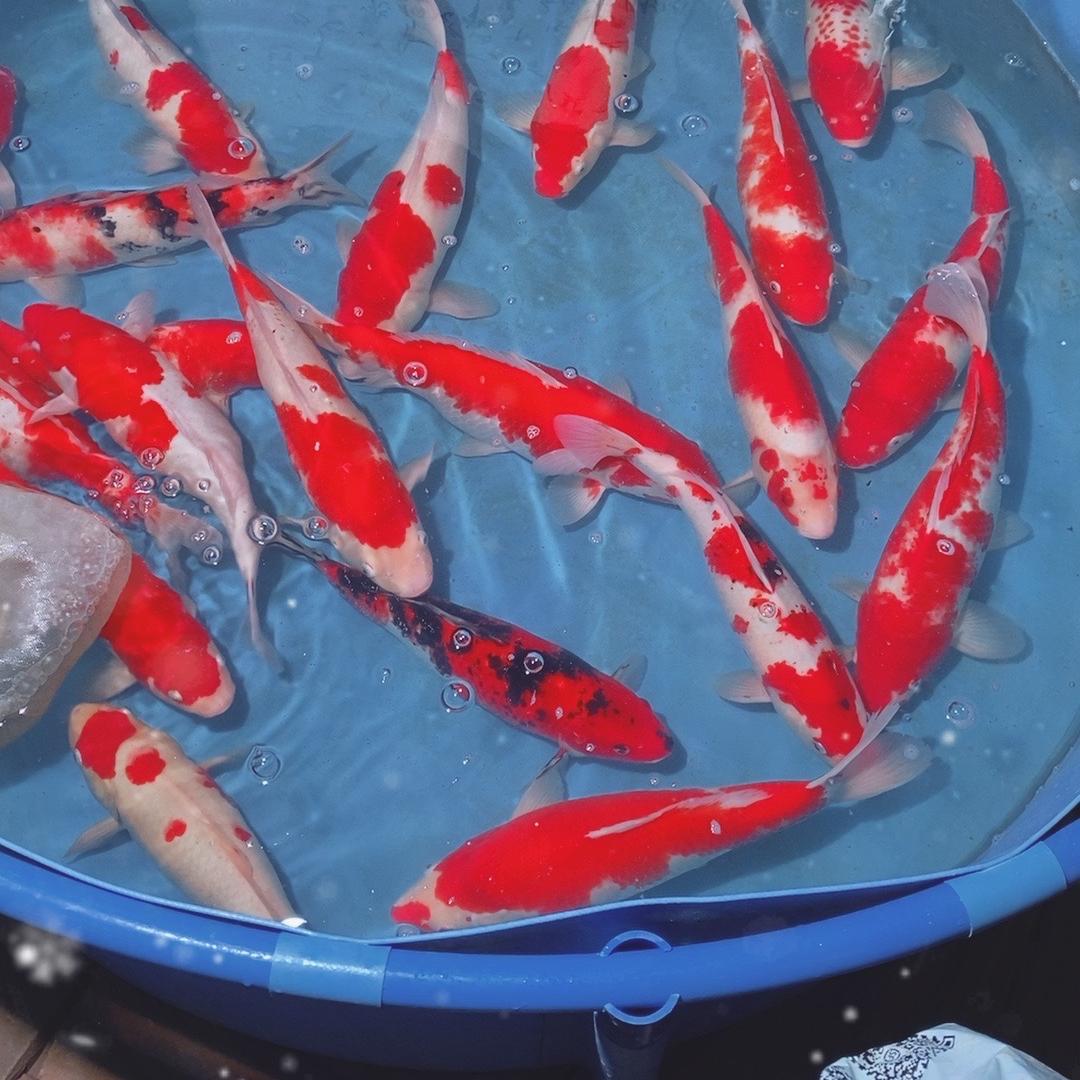 小付堂观赏鱼淼淼锦鲤