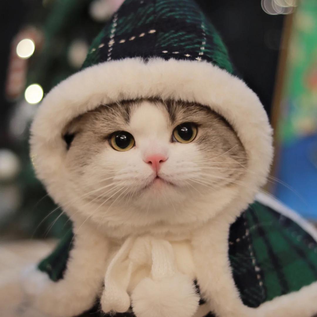 呼呼分享的猫