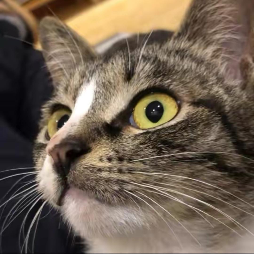 奔腾的猫爷