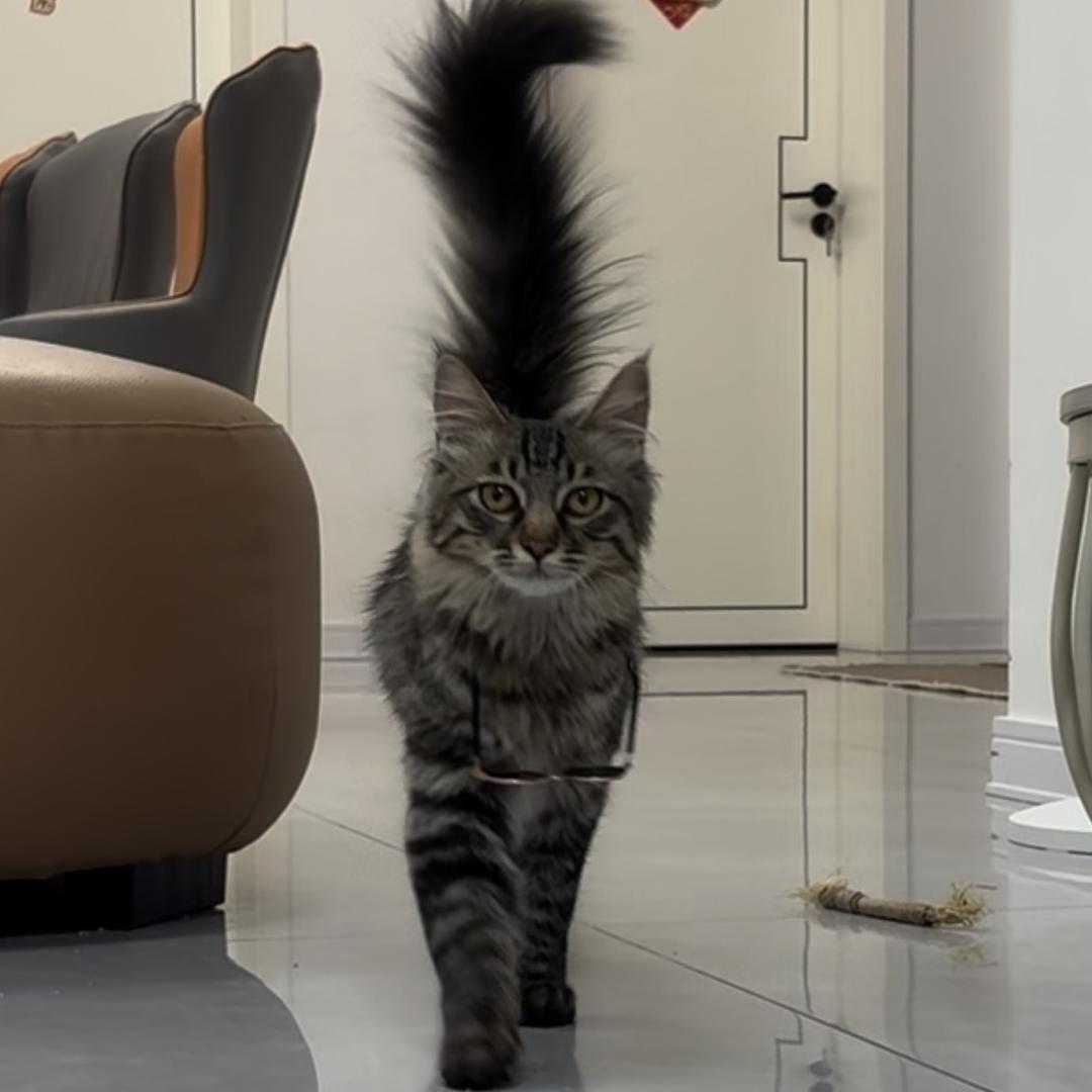 花臂猫超模👑