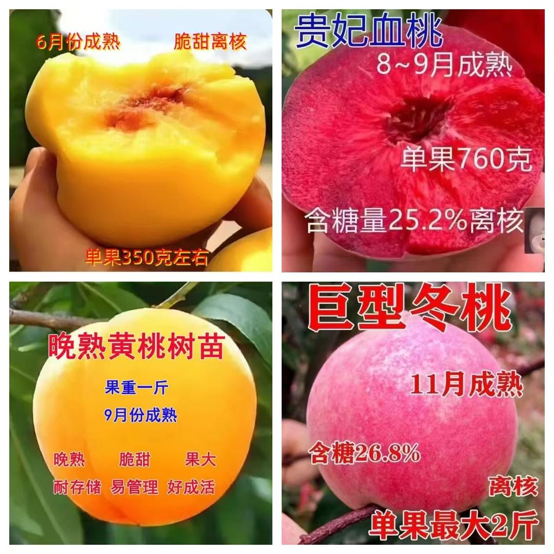 碧琢米熙果树苗木专卖店小徐果树苗木