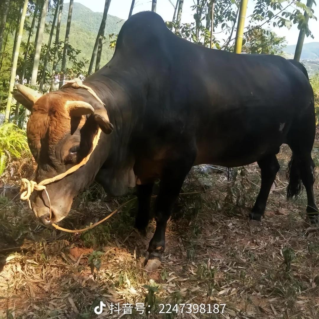 &善&意