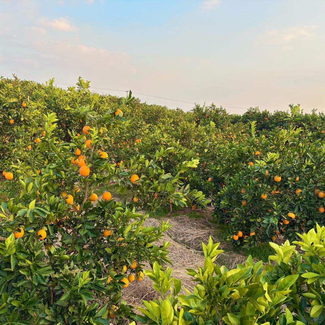 橙香果园（赣南脐橙原产地）