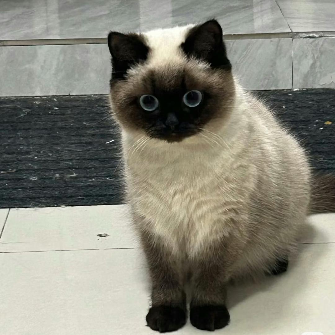 派大哇哦