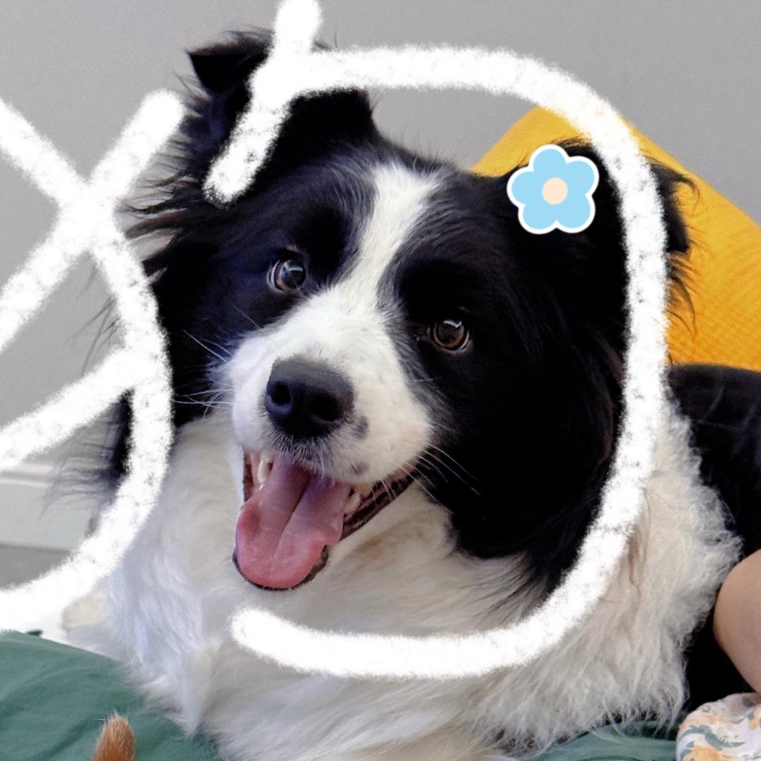 激光笔战神—月饼