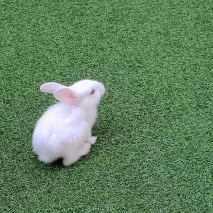 啼秋夏天直播间