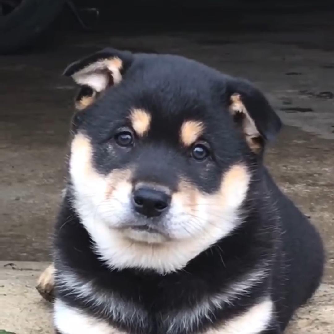 淘狗的二狗